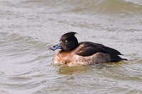 kuifeend (Athya fuligula) 3-2018 2746